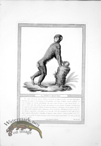 (image for) The_Monkeys_19