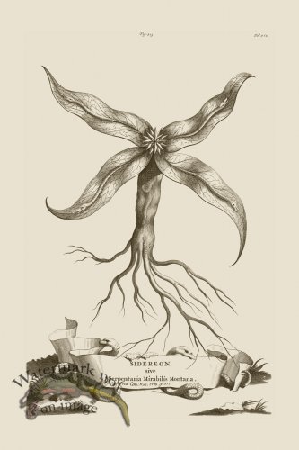 (image for) Abraham Munting 213