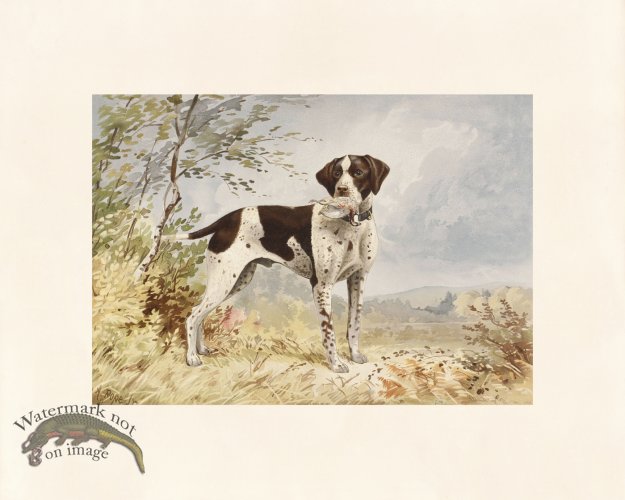 (image for) Pope Dog 02 Native Pointer