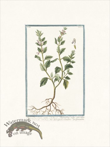 (image for) Bonelli 288 Germander