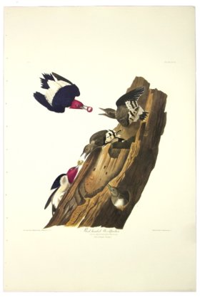 Red Headed Woodpecker