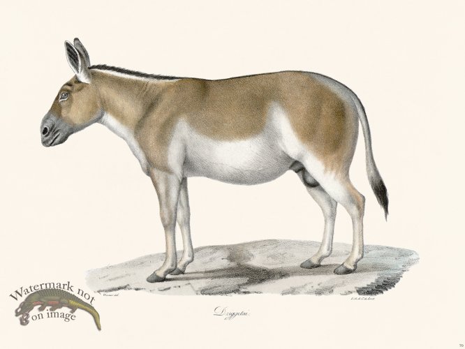 Cuvier 070 Dziggctai