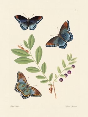 Abbot Butterfly 010