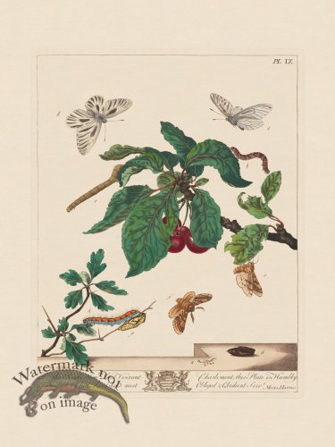 Moses Harris Insects 09