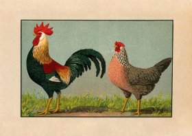 (image for) Chicken 01