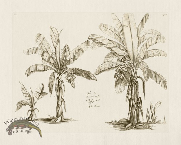 (image for) HORTUS VOL 01 12