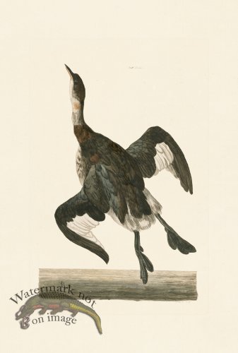 (image for) Pennant Zoology 069