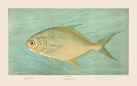 Pompano
