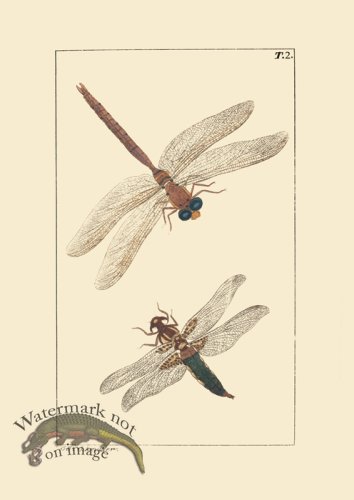 (image for) Dragon Fly 02
