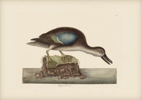 099 Blue Winged Teal