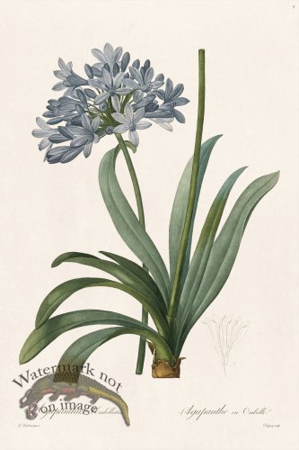 (image for) Les Liliacees Redoute 004