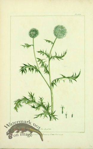 (image for) Philip Miller 079