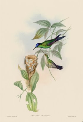 Gould Hummingbird 099