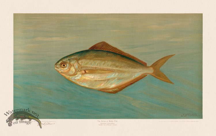 Dollar or Butter Fish
