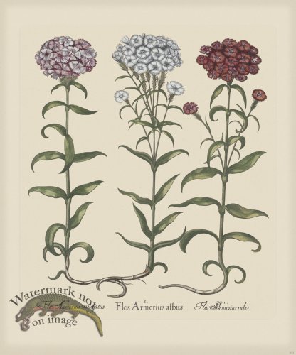 (image for) Besler 253 Colored B2