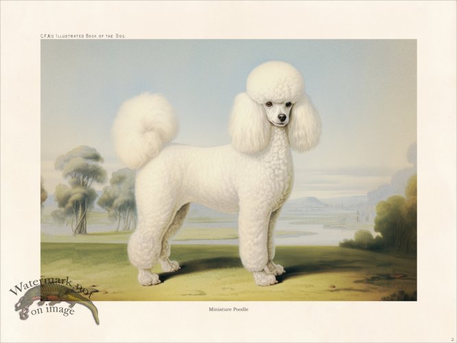 (image for) CFA Dog Miniature Poodle 02