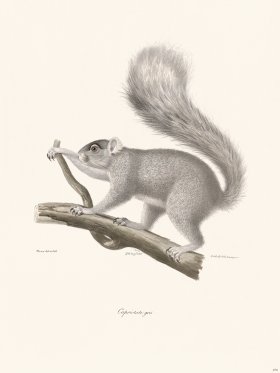 Cuvier 270 Capriotate Gray