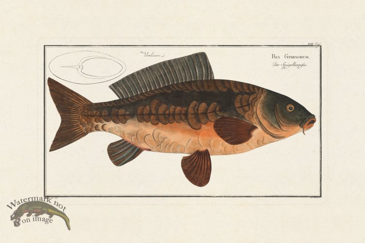 (image for) Bloch Fish 017