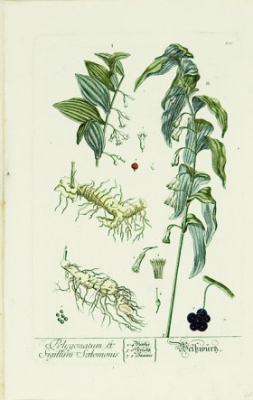 Blackwell German 019