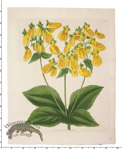 (image for) Curtis Botanical 048