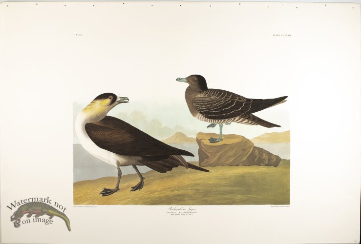 (image for) Richardson\'s Jager