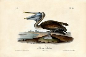 Brown Pelican Young