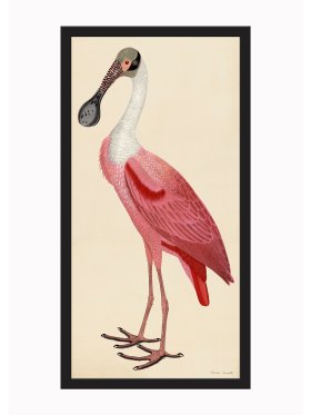 (image for) Rudbeck CFA_BF 39 Roseate Spoonbill
