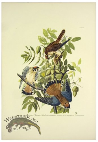 (image for) Sparrow Hawk L.E.