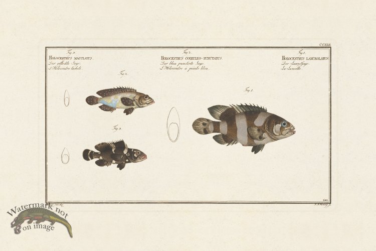 (image for) BLOCH FISH 242