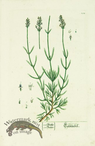 (image for) Blackwell German 238