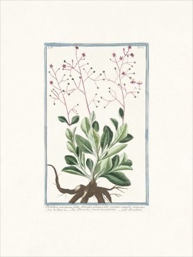 Bonelli 361 fameflower