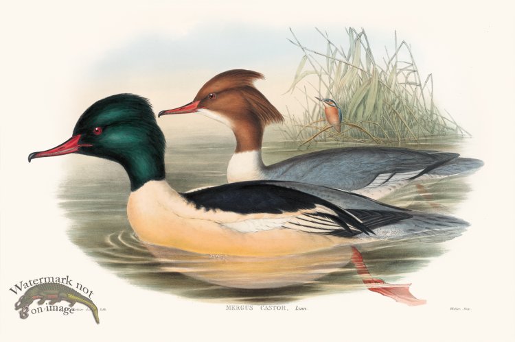 (image for) Gould Waterfowl 14