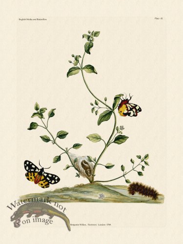 (image for) Wilkes Butterflies 043