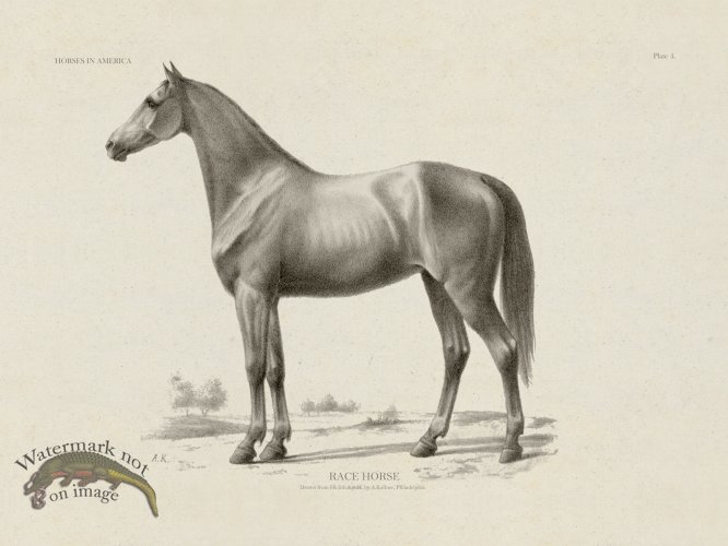 (image for) Race Horse