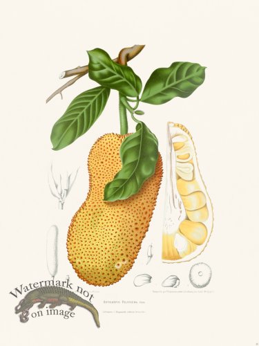 (image for) Horticulture of Java 25