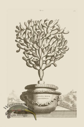 (image for) Abraham Munting 157