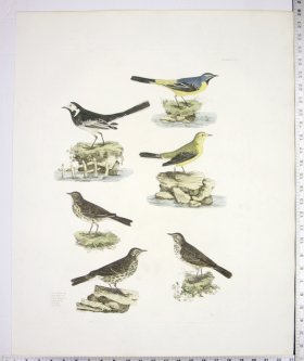 Wagtails and Pipits