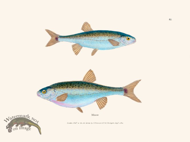 (image for) 082 Minow