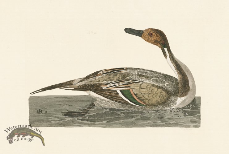 (image for) Pennant Zoology 037