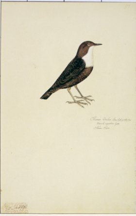 97 Swedish Birds . Sturnus Cinelus, White-throated Dipper