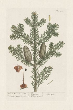 BEE 203 The male Fir