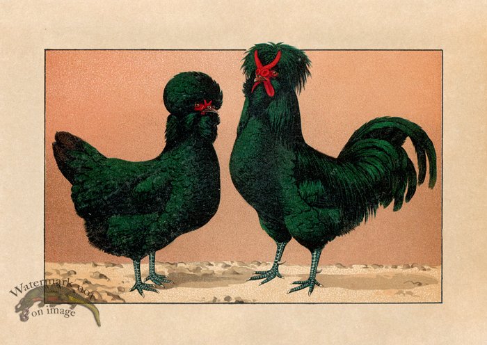 (image for) Chicken 20