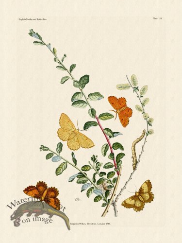 (image for) Wilkes Butterflies 118