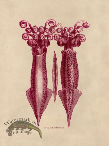 (image for) Octopus Pink 41