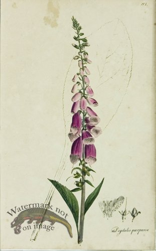 (image for) 1828_Gmp 019