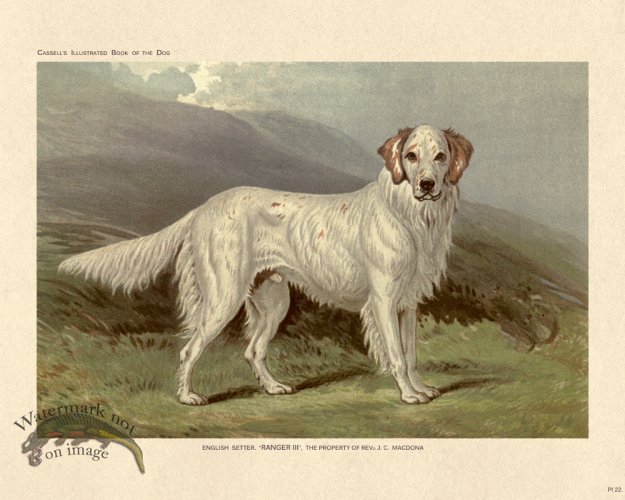 (image for) Cassell Dog 22
