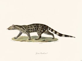 Cuvier 186 Cenette Leopard