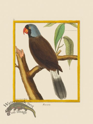 (image for) Martinet Bird 035