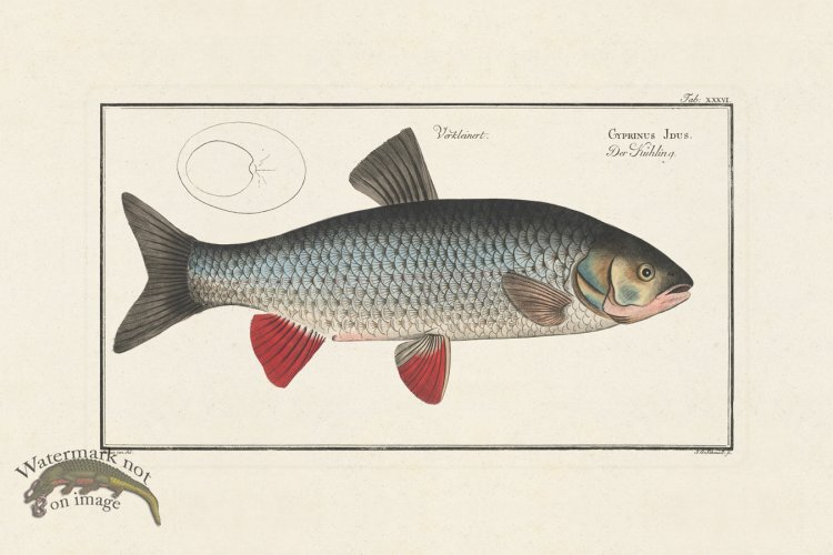 (image for) BLOCH FISH 036