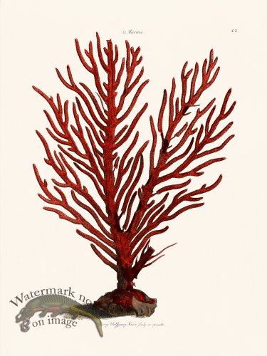 (image for) Knorr Coral 02